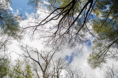 Ağaç dalları bulutlu mavi gökyüzüne karşı