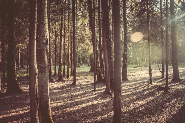 Spring Forest Morning Landscape Sunset Forest — Stock Photo, Image