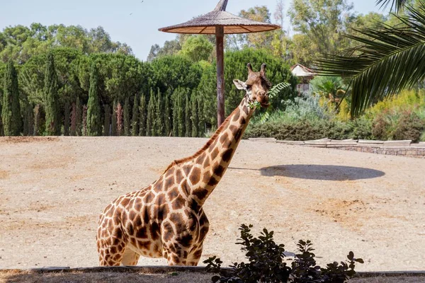 Zürafa hayvanat bahçesinde, zürafa ot yiyor.