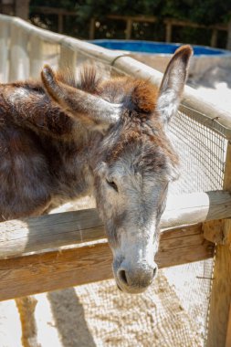 Bir eşek portresi, bir çiftlikte.