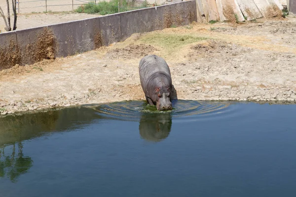 Hippopotamus Zwemmen Het Water — Stockfoto