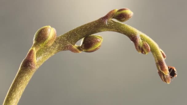 灰色の背景に芽を持つ茎から2点のテントウムシが飛び立ちます — ストック動画