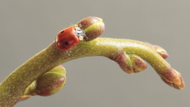 Una Mariquita Dos Puntos Sienta Brote Orquídea Sobre Fondo Gris — Vídeo de stock