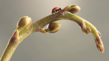 İki noktalı bir uğur böceği gri arka planda, gövde boyunca koşar.