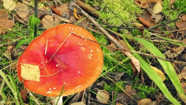 Red Fly Agaric Close Grass Fallen Leaves — Stock Video