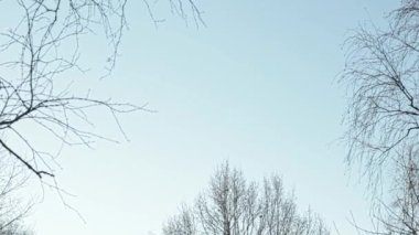Meşe ağacını ve huş dallarını zorluyor
