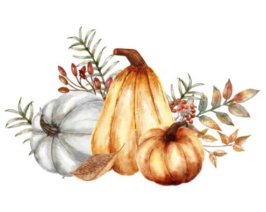 El çizimi turuncu ve gri balkabağı kompozisyonu, beyaz arka planda izole edilmiş. Sonbahar hasadı, olgunlaşmış portakal sebzeleri, yapraklar