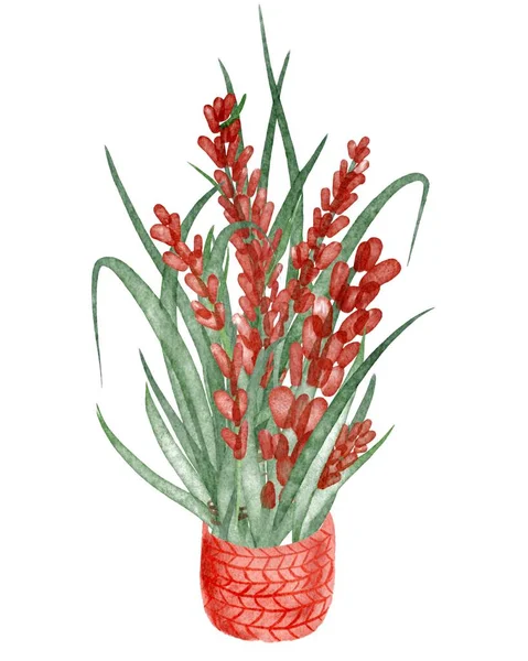 红色的淡紫色花朵和红色篮子里的绿草，在白色的背景上画出了孤立的图画 — 图库照片