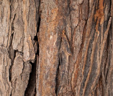 Yeni ahşap doku arkaplanını kapat