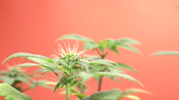 Демонстрация цветущей капусты марихуаны на оранжевом фоне. — стоковое видео