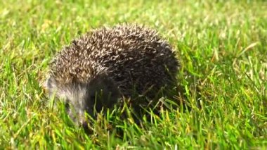 Küçük meraklı bir kirpi yeşil çimenlerde koşuyor. Havayı kokluyor, burnunu oynatıyor. Yaklaş.