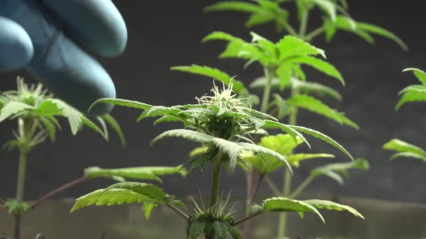 Een hand in een blauwe medische handschoen demonstreert een cannabisbloem close-up.Accumulatie van cannabinoïden. — Stockvideo