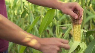 Çiftçi genç mısırı elinde tutuyor, yakın plan, tarım endüstrisi, olgunlaşmamış mısır kulağı..