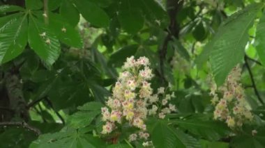 Yağmurda kestane. Yeşil yapraklardan ve çiçeklerden damlayan yağmur damlaları. Yakın plan..
