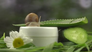 Bir salyangoz kozmetik krem kavanozunda sürünüyor, yanında da aloe, salatalık, papatya. Yakın plan.
