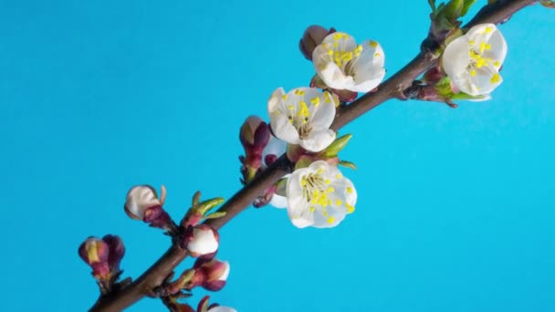 Abrikozenbloem bloeien op een blauwe achtergrond in een mum van tijd. De abrikoos groeit frame voor frame. — Stockvideo