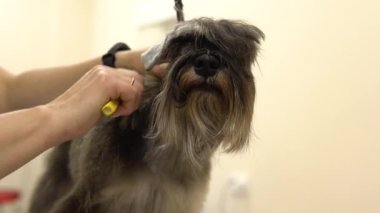 Bir kuaför kuaförde minyatür bir schnauzer kürkü kesiyor..