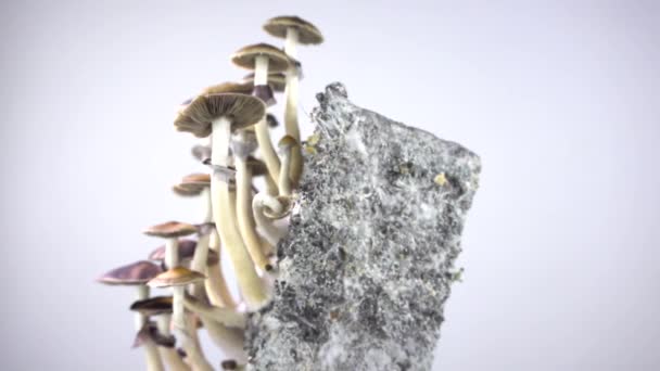 Psilocybe cubensis magic mushrooms. Mushroom Rotation. — Video Stock