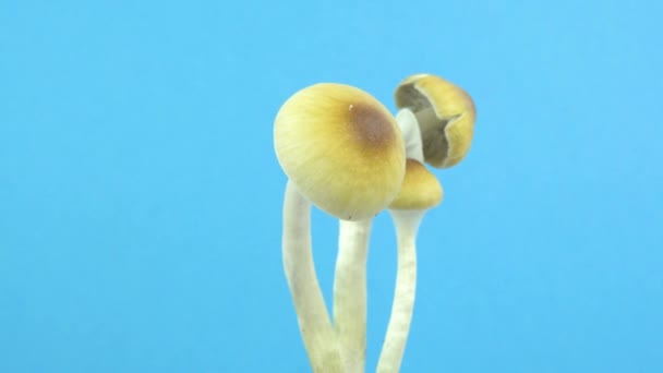 Psilocybe cubensis magic mushrooms. Mushroom rotation on a blue background. — 图库视频影像