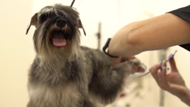 Bir tımarcı, minyatür bir köpeğinin patilerini kesmek için makas kullanır.. — Stok video