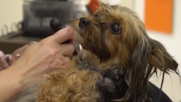 A Yorkshire Terrier haját egy fodrászszalonban kefével és hajszárítóval fésülik.. — Stock videók