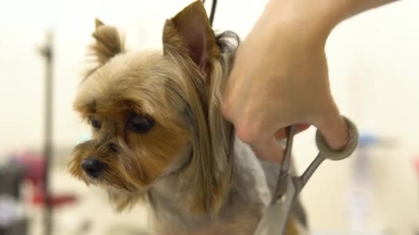 Yorkshire terrier haj van vágva ollóval egy állat szalonban. — Stock videók