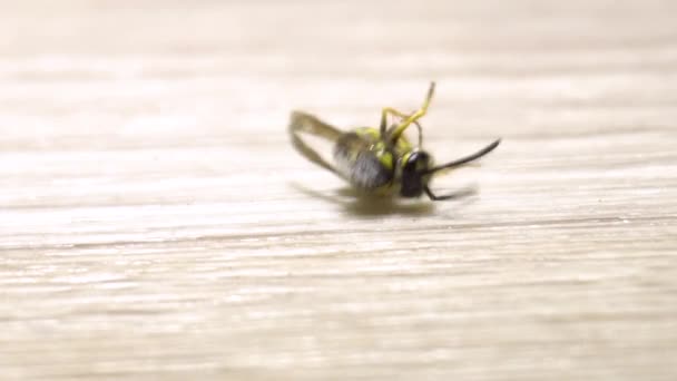Dying wasp. Death cramps. — Vídeo de Stock