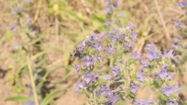 Bahar tarlasında tohum çiçeğiyle meşgul olan bal arısının yavaş hareketi