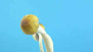 Psilosibe cubensis sihirli mantarlar. Mavi arkaplanda mantar dönüşü.