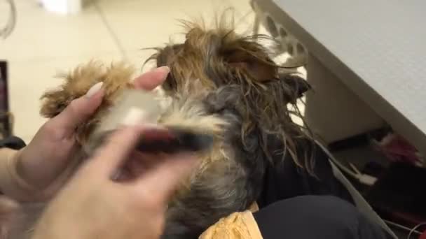 A Yorkshire Terrier haját egy fodrászszalonban kefével és hajszárítóval fésülik.. — Stock videók