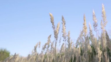 Otlar rüzgarda sallanıyor. Tüylü ot ve rüzgâr..