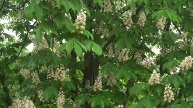 Yağmurda kestane. Yeşil yapraklardan ve çiçeklerden yağmur damlaları akıyor. 4k
