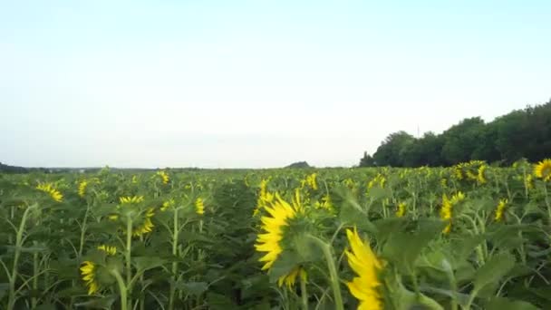 Pole słonecznika. Ruch aparatu wzdłuż słonecznika kwiaty. — Wideo stockowe