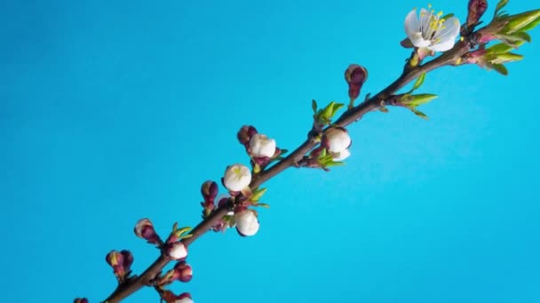 A sárgabarack kockáról kockára nő.Sárgabarack virág virágzik a kék háttér egy idő múlásával. — Stock videók