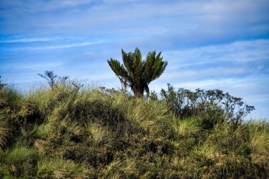 Tepenin tepesindeki çalıların arasında bir ağaç