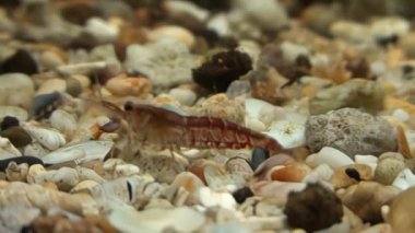 2-A1 konsepti, su bitkisindeki kiraz karideslerini temizleme görüntüsü.