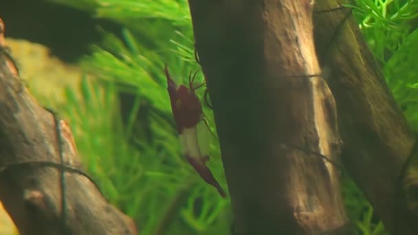 Concept Vue Des Crevettes Rili Suspendues Aux Rameaux — Video