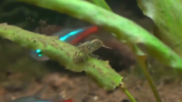 Concept View Cherry Shrimp Hoping Aquatic Plant — Stock Video