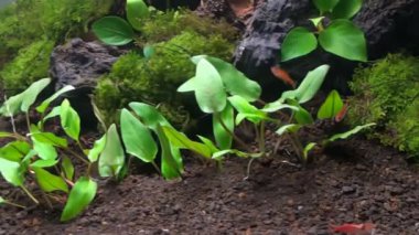 15-A1 su bitkisinin etrafında yüzen balık sürüsü görüntüsü.