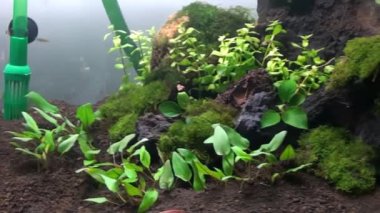 Konsept 16-A1 Yosun ve kök bitki su kuyusu görüntüsü.