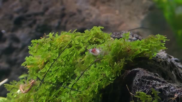 Konzept Blick Auf Rili Shrimp Eating Moss — Stockvideo