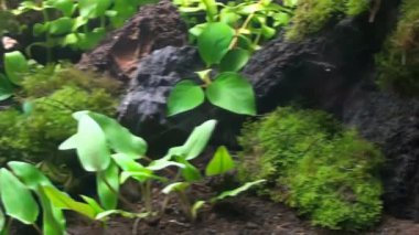 Konsept 18-A1 Yosun ve bitki örtüsü görüntüsü.