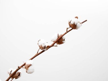 Beyaz arka plan üzerinde pamuk şube. Düz yatıyordu, en iyi görünümü.