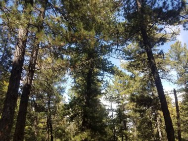 Yürüyen doğa temiz hava 