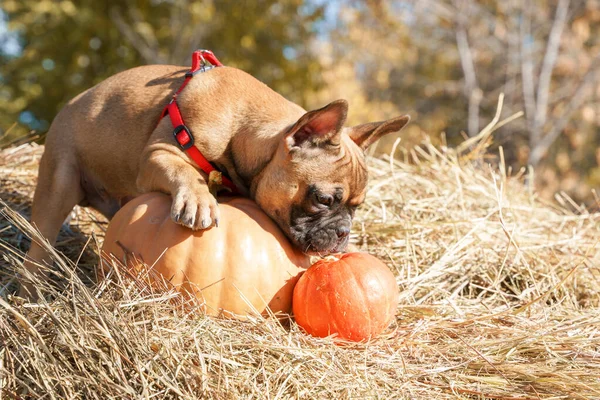 Französische Bulldogge Sitzt Auf Stroh Und Nagt Schwanz Eines Kürbisses — Stockfoto