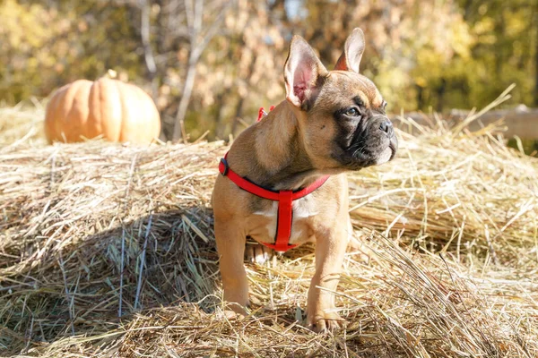 Francés Bulldog Cachorro Sentado Una Bala Heno Mirando Hacia Otro —  Fotos de Stock