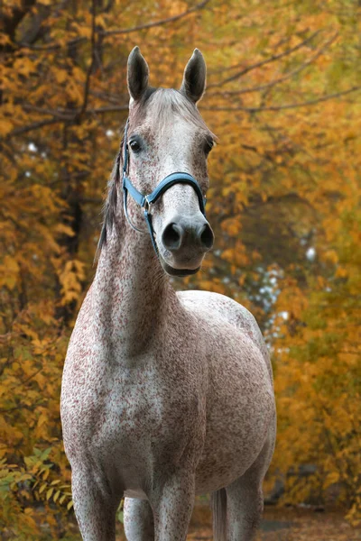 Arabian Wyścig Konia Portret Jesiennym Lesie — Zdjęcie stockowe