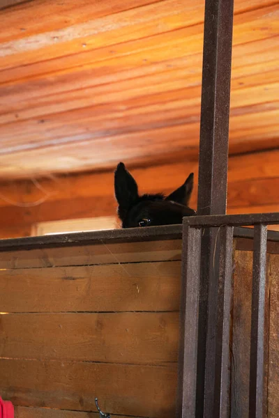 Das Pferd Schaut Aus Dem Stall Man Sieht Seine Ohren — Stockfoto