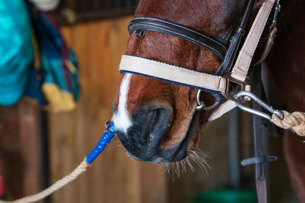 Photo of a pinto nose in a bridle and halter, close-up, the horse stands at the junctions in the stable aisl