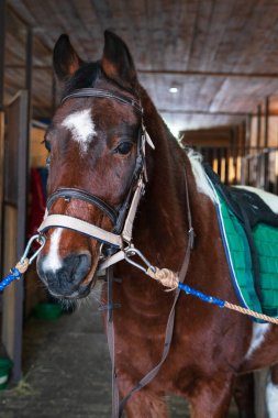 Yamuk yumuk atın eyeri var, eyeri ve kürkü var ve başında kahverengi bir dizgin var ve halte bağlanmış durumda.